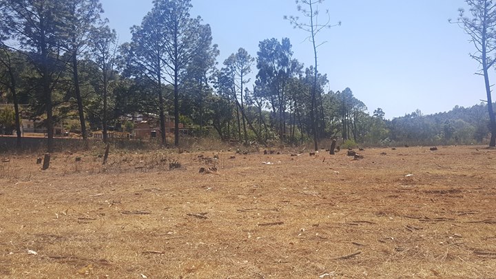 Piden ayuda en redes sociales para reforestar el Cerro Blanco de Pátzcuaro