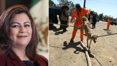 Diputada de Morena, Cristina Tello Rosas, propone eliminar perros callejeros (VIDEO)
