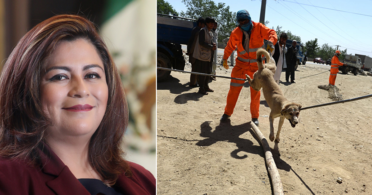 Diputada de Morena, Cristina Tello Rosas, propone eliminar perros callejeros (VIDEO)