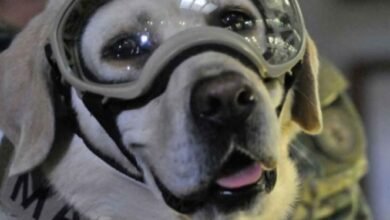 Frida, la perrita rescatista se retira; le hacen homenaje