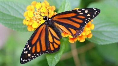 Liberan a mariposas monarca en Chapultepec