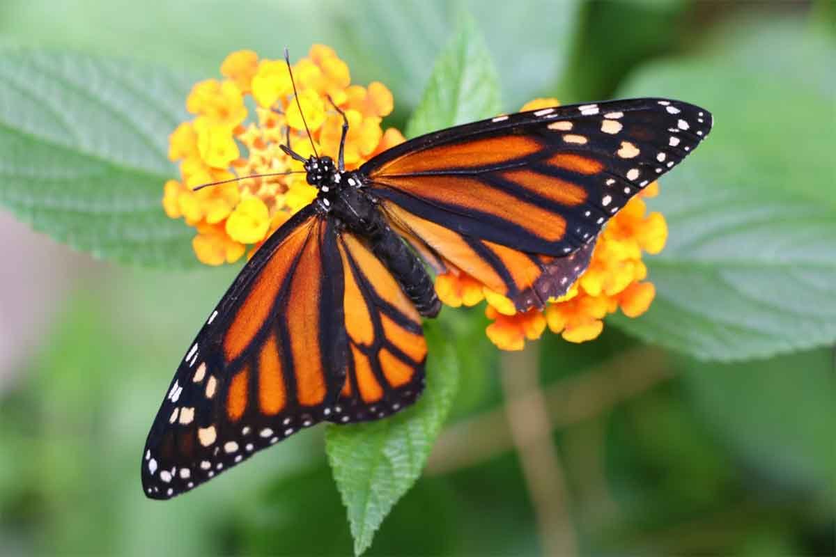 Liberan a mariposas monarca en Chapultepec