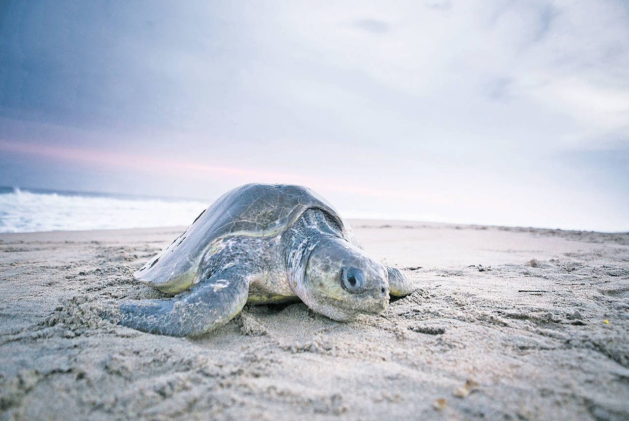 Llegan las primeras tortugas golfinas a Michoacán