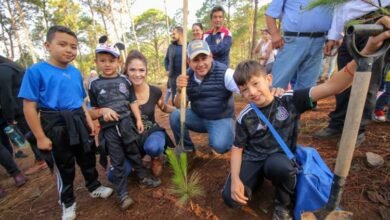 Plantan 5 mil pinos en el Cerro de la Cruz de Uruapan
