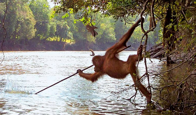 Captan a orangután utilizando una lanza para pescar