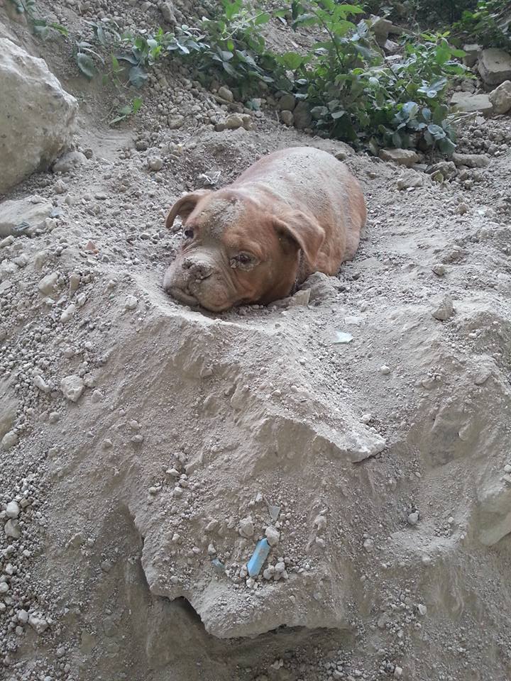 Entierran viva a perrita; joven logra rescatarla a tiempo