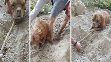 Entierran viva a perrita; joven logra rescatarla a tiempo