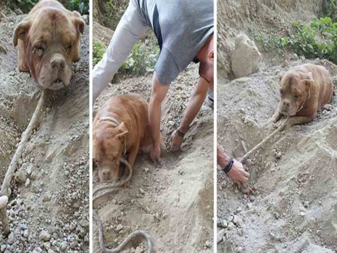 Entierran viva a perrita; joven logra rescatarla a tiempo
