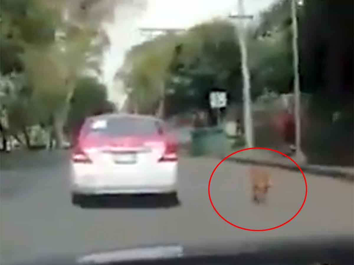 Perrito corre detrás de un taxi; lo bajaron para abandonarlo