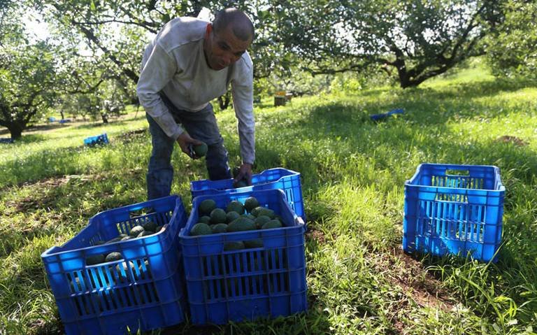 Silvano Aureoles propone impuesto a aguacateros
