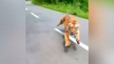 Tigre ataca a dos motociclistas VIDEO