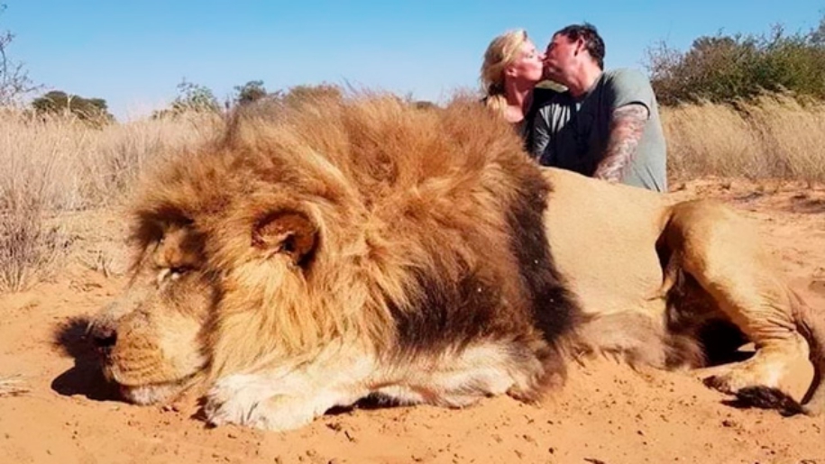 Matan a león para tomarse foto junto a él mientras se besan