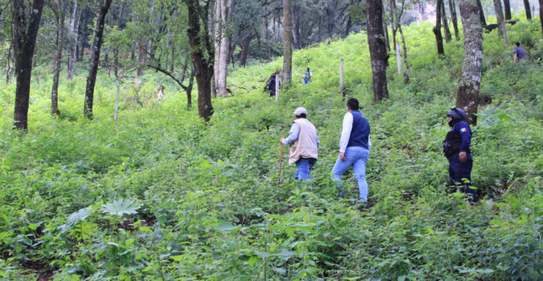 Desmantelan huerta ilegal de aguacate en Michoacán