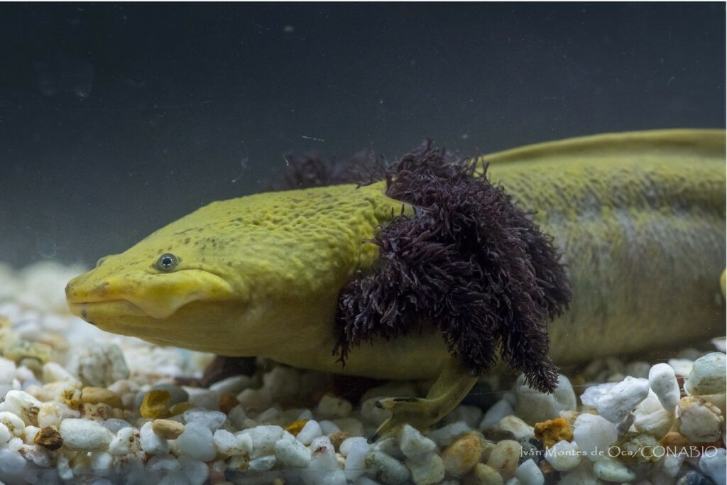 El achoque, salamandra de Pátzcuaro capaz regenerar su cuerpo