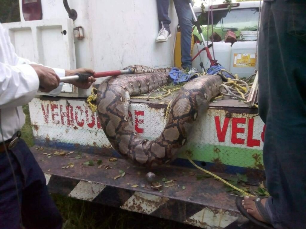 víbora Lázaro Cárdenas