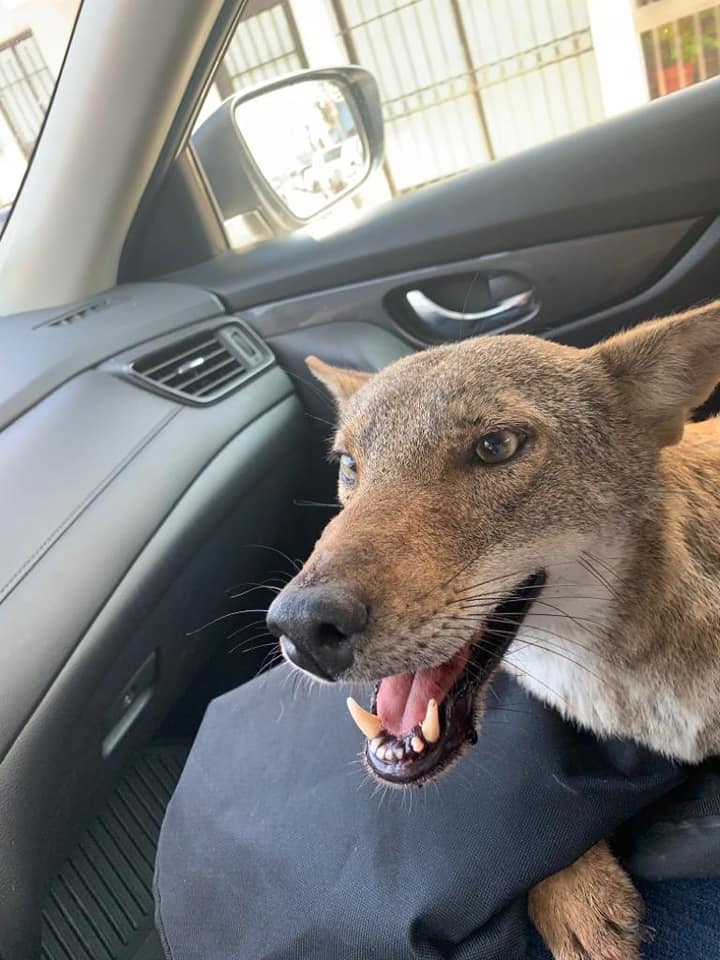 Joven rescata a "perrito herido" y resultó ser un coyote