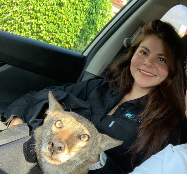 Joven rescata a "perrito herido" y resultó ser un coyote