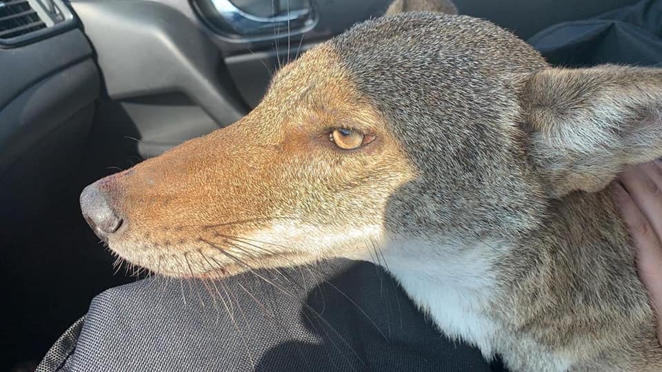 Joven rescata a "perrito herido" y resultó ser un coyote