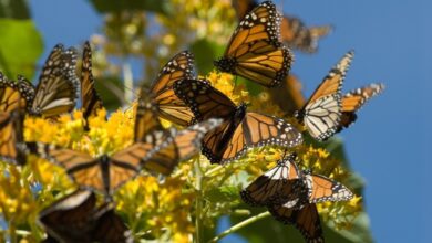 Hallan nuevo santuario de la mariposa monarca en Michoacán