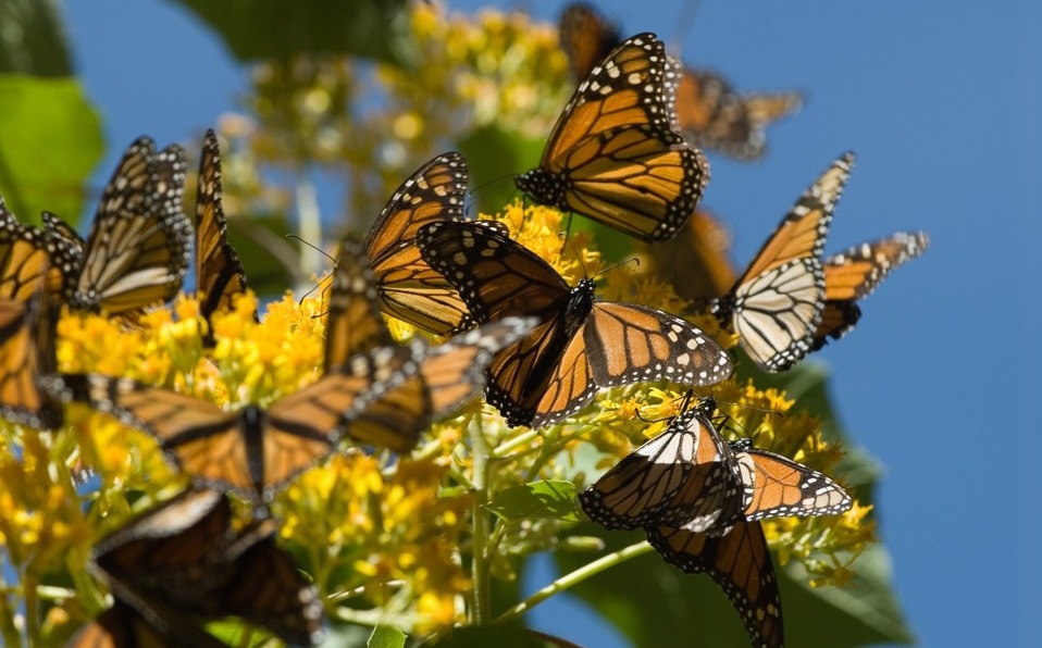 Hallan nuevo santuario de la mariposa monarca en Michoacán
