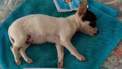 Perrito tiene muerte cerebral por cohetes de fiesta patronal