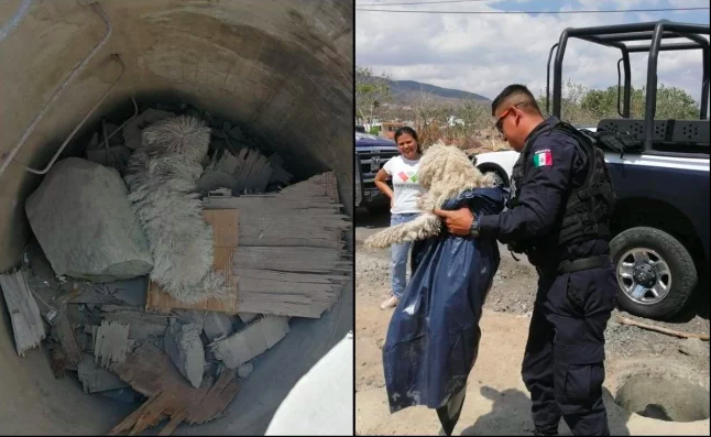 Policías rescatan a perro atrapado en una alcantarilla en Michoacán