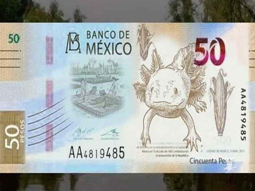 Nuevo billete de 50 pesos; tendrá un ajolote