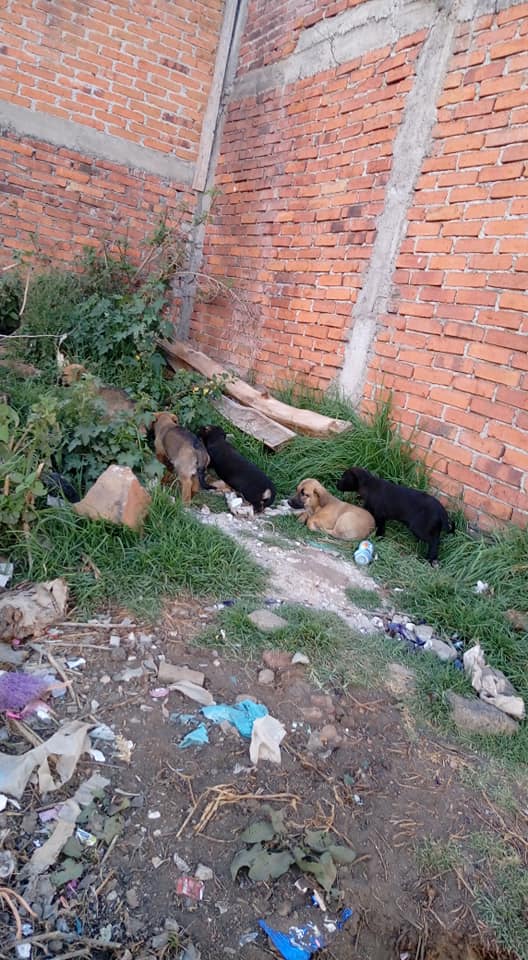 Piden ayuda para adoptar a 5 perritos abandonados en Pátzcuaro