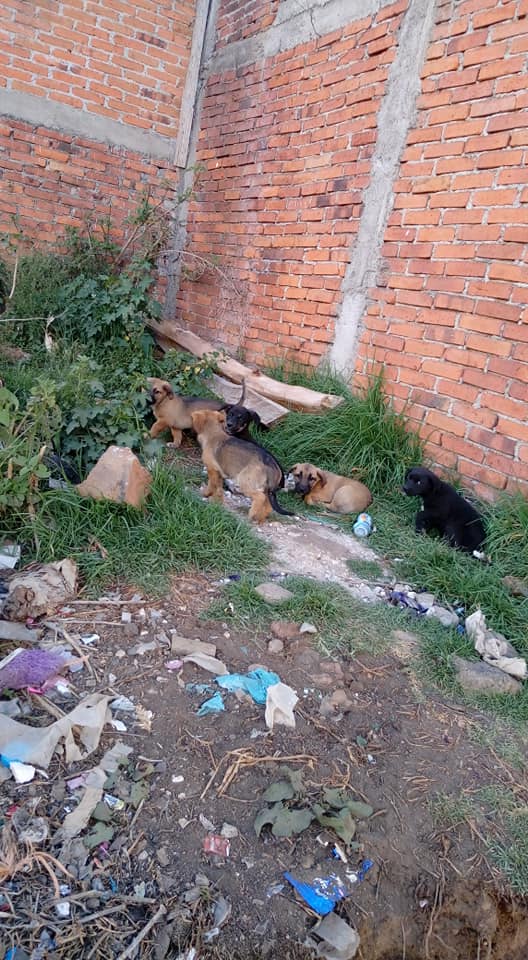 Piden ayuda para adoptar a 5 perritos abandonados en Pátzcuaro