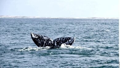 VIDEO: Aparecen ballenas en costas de Michoacán