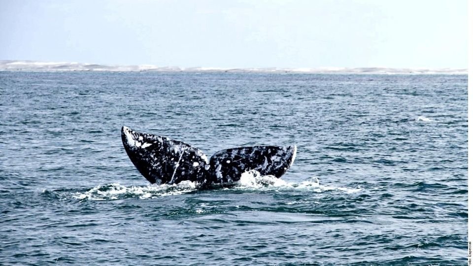VIDEO: Aparecen ballenas en costas de Michoacán