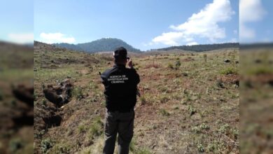 Arrasan con bosque de pino en Zirahuén, Michoacán