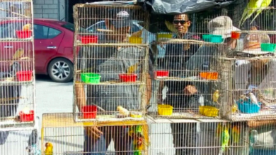 Prohibida la venta de vida silvestre en Pátzcuaro, Michoacán