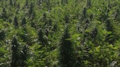 Destruyen más de 24 mil plantas de marihuana en Apatzingán, Michoacán