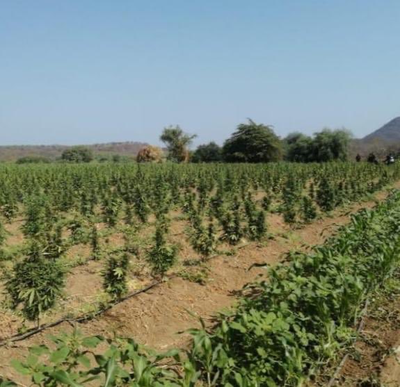 Destruyen más de 24 mil plantas de marihuana en Apatzingán, Michoacán
