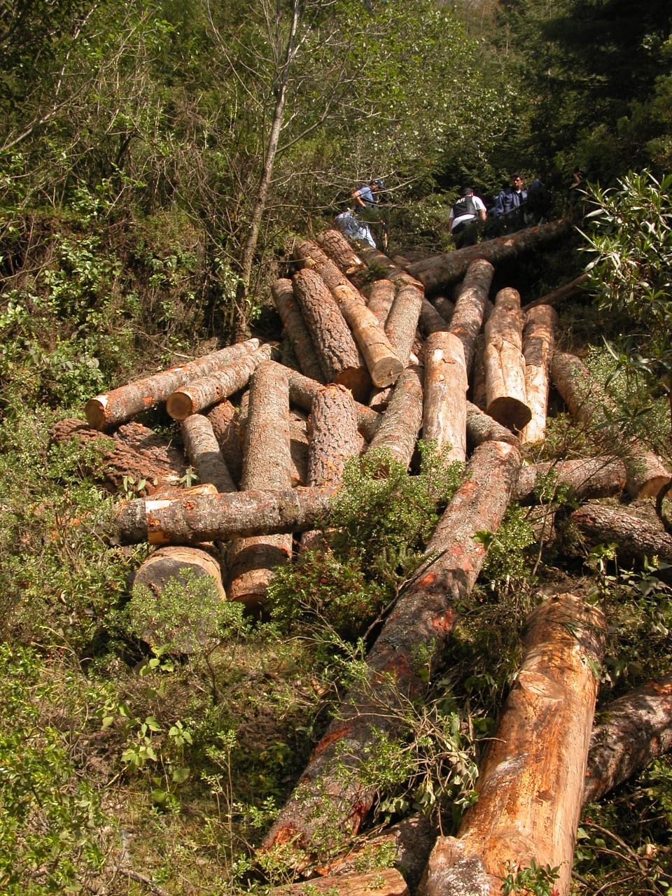 Investigan tala de árboles en bosque de Pátzcuaro