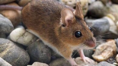 Muerte por Hantavirus en China enciende las alarmas