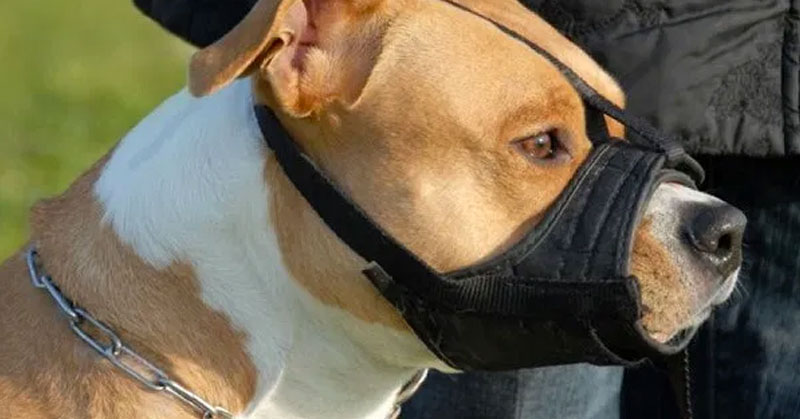 Perro rompe su bozal para defender a niña de un secuestro