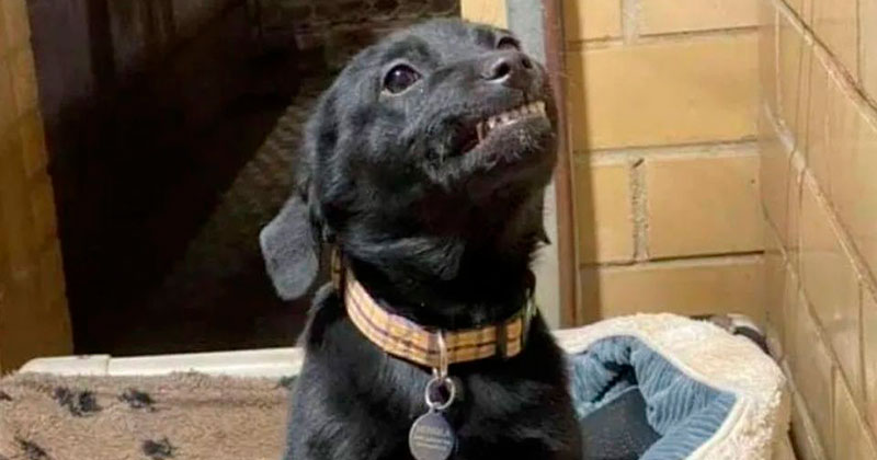 VIDEO: Cachorro se vuelve viral al sonreír a personas para ser adoptado