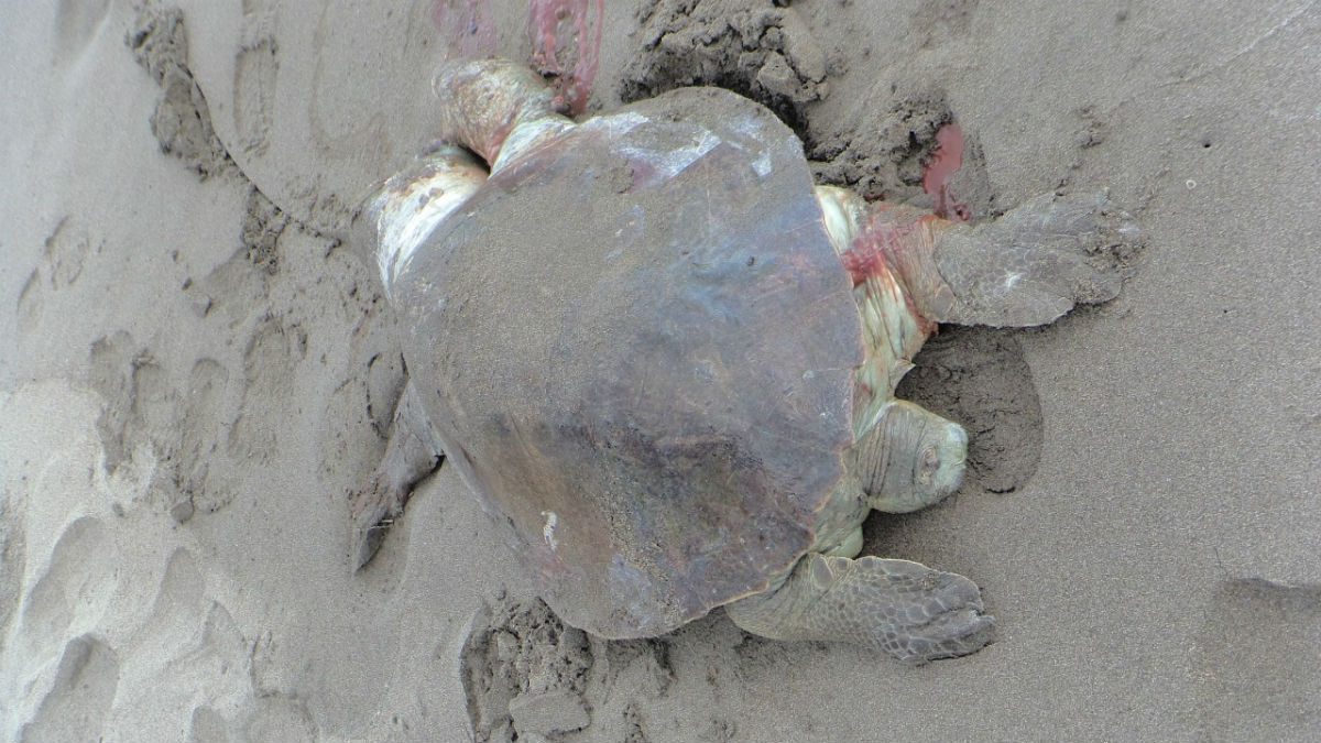 7 tortugas marinas muertas en Lázaro Cárdenas, Michoacán