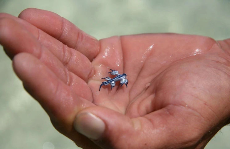 Aparece un 'dragón azul', rara especie marina en un parque nacional de Texas