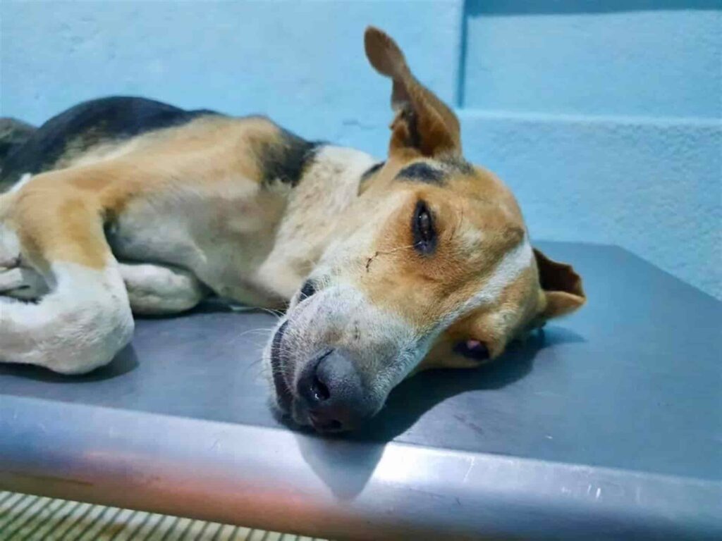 El perro "Chuchito" murió por los golpes y el abuso sexual del que fue víctima