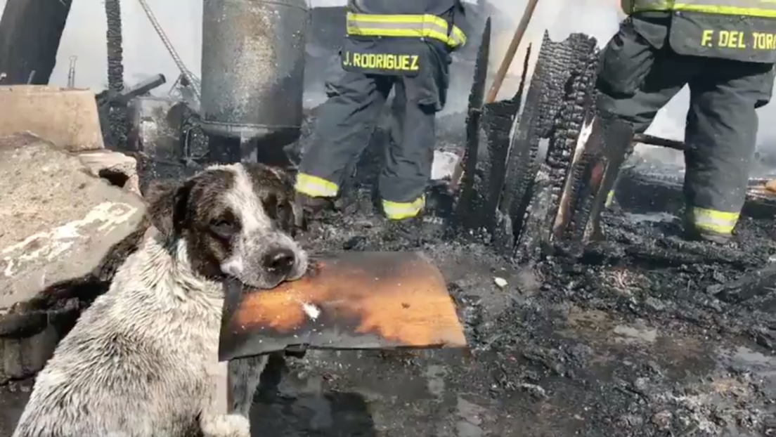 VIDEO: Un perro llora desconsolado después de que un incendio destruyera su hogar