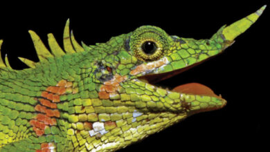 Reaparece un reptil con un cuerno en la nariz que fue dado por extinto