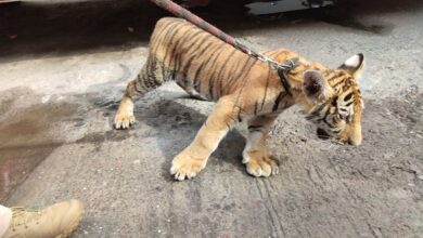 Un hombre paseaba con su tigre de bengala por calles de Michoacán