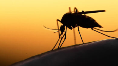 Más de 500 casos de dengue en Sahuayo