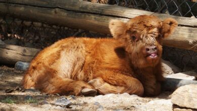 Nace búfalo en el Zoológico de Morelia