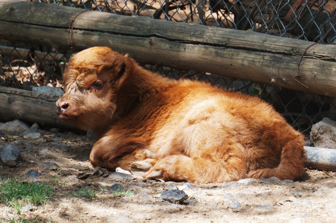 Nace búfalo en el Zoológico de Morelia