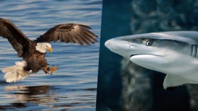 VIDEO: Un águila atrapa con sus garras un tiburón y se lo lleva volando