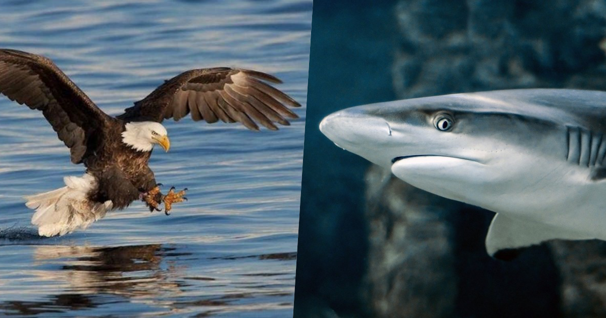 VIDEO: Un águila atrapa con sus garras un tiburón y se lo lleva volando